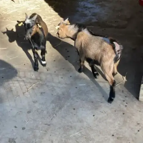 Chevreaux Nains