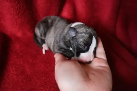 Whippet  Chiot N°1 Dear Sweety photo 2