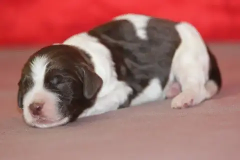 English Springer Spaniel photo 2