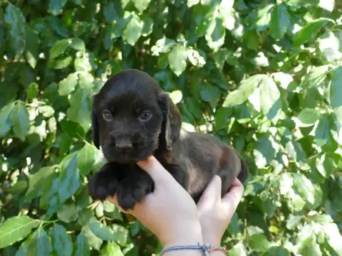 Cocker Spaniel Anglais photo 3