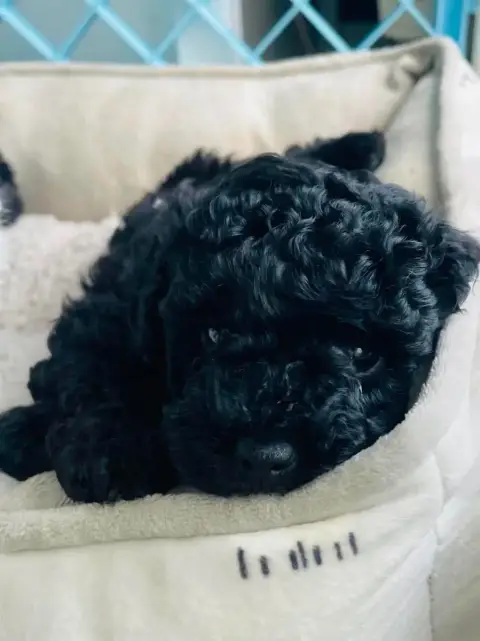 Caniche  Chiot N°4 Du Royaume De La Pompadour