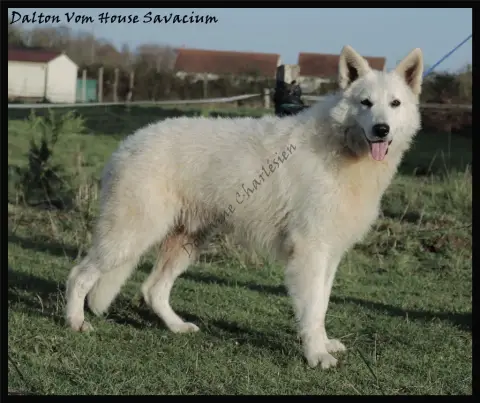 Berger Blanc Suisse  Chiot N°4 De L'Ange Gardien De F 0e312 photo 3