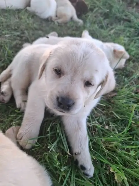Labrador Retriever  Chiot 1 Des Douceurs De Plume