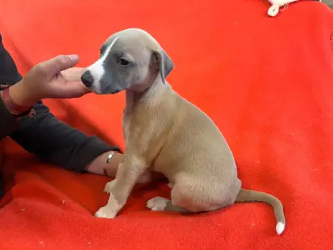 Whippet  Balto Du Cèdre Enchanté photo 2