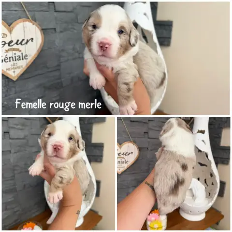 Berger Américain Miniature  Rouge Merle 1 Des Terres  7d840