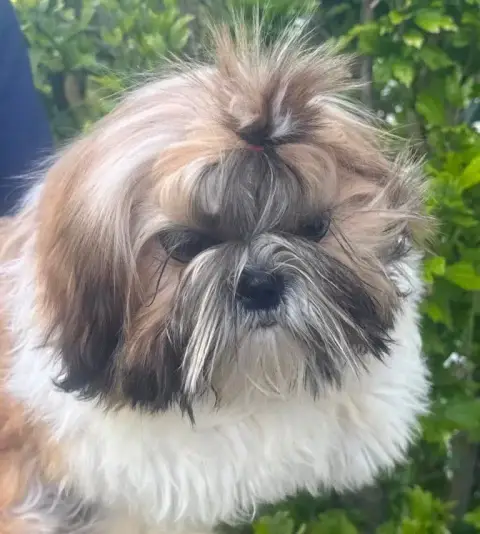 Shih Tzu  Arya Des Merveilles D'Oceane