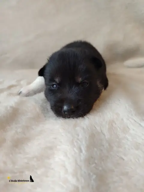 Siberian Husky  Collier Violet De L'Étoile Sibérienne 2147d