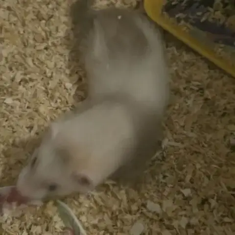Furetons A Adopter