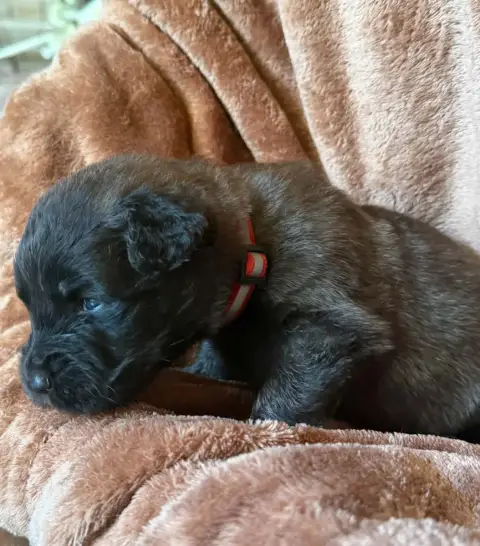 Leonberger  Rouge De La Jolie Campagne