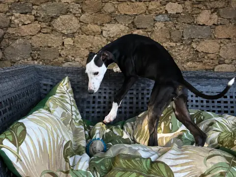Whippet 
                        Baghera Du Frison Im 6ba16 photo 3