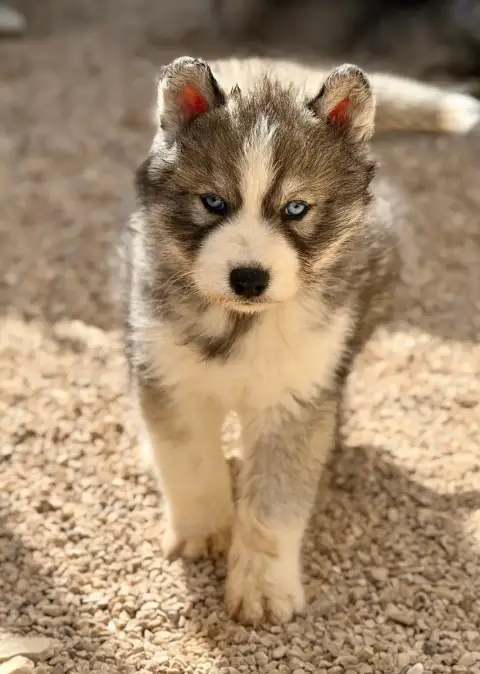 Siberian Husky  Chiot N°3 De Romane De La Fardelle photo 2