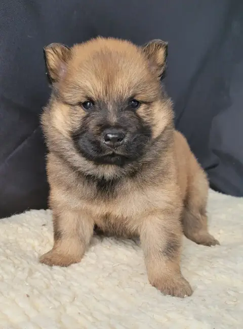 Eurasier  Bentley Des Marais De Courmont photo 2