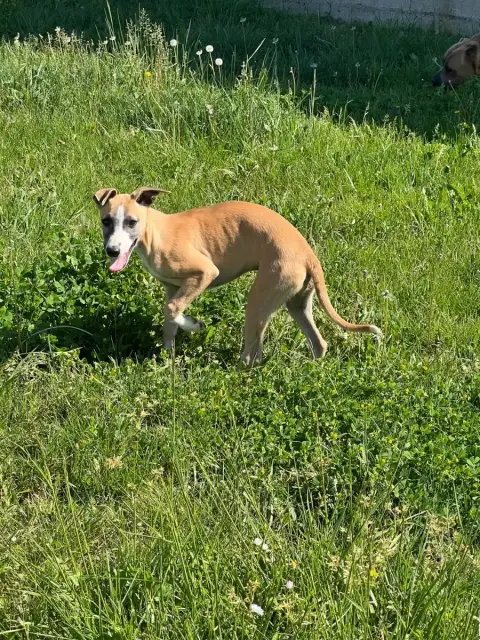 Whippet  Bianca De L Eternel Mitness photo 2