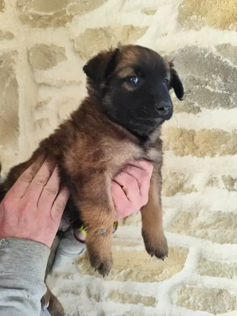 Berger Belge  Mâle Collier Bleu Des Crocs Du Vivarais ea7b9