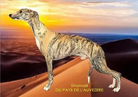 Whippet  Bubble De Montrenaud photo 2