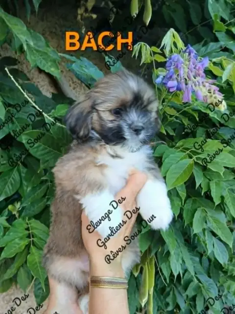 Lhassa Apso  Bach Des Gardiens Des Reves Sous Dun photo 3