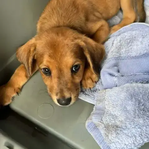 Loki, L'Adorable X Griffon