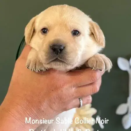Superbes Males Labradors Sable Lof Dispo Decembre