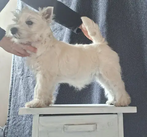 West Highland White Terrier  Arlette Gruss Du Moulin  71d44 photo 2