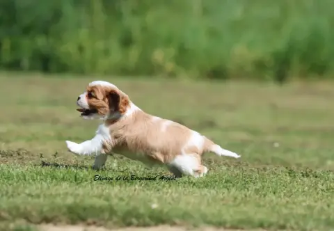 Cavalier King Charles Spaniel  Bellflower De La Berge 60f6f photo 2