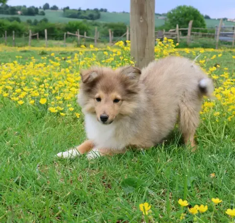 Shetland Sheepdog  Chiot N°1 Du Royaume De La Petite  db84e photo 2