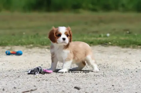 Cavalier King Charles Spaniel  Betsy De La Bergerie D 72ce4 photo 2