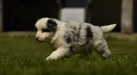 Border Collie  Chiot N°3 Des Collines De Sagne photo 3