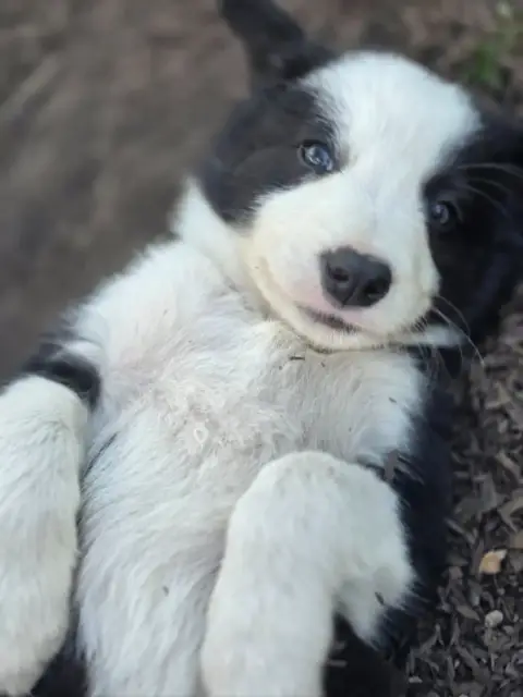 Border Collie  Noir Et Blanc Tricolore Des Lacs De La ba656 photo 2