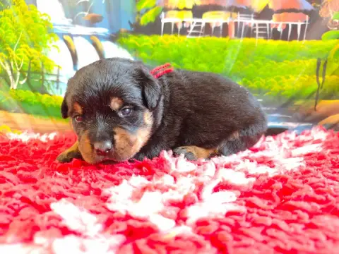 Adopter Rottweiler 
                        Femelle Collier R aeb75