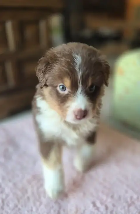 Berger Australien  Chiot photo 3