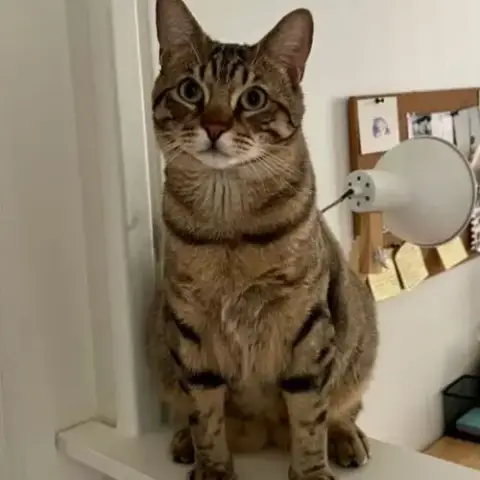 Simba Jeune Chat Tigré En Quête D’Un Foyer