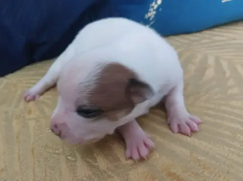 Staffordshire Bull Terrier  Chiot N°3 De Karysha