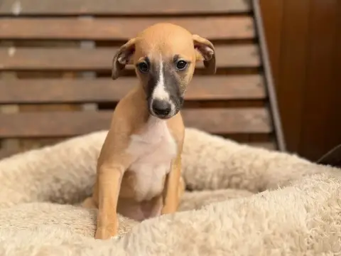 Whippet  Biscuit Blond Du Cèdre Enchanté photo 3