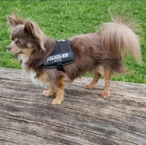 Chihuahua  Chiot N°2 Du Royaume Des Bouviers
