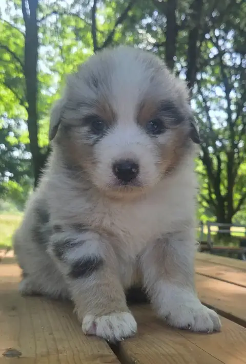 Berger Australien  Chiot N°1 Du Rêve De Shanizo Lo