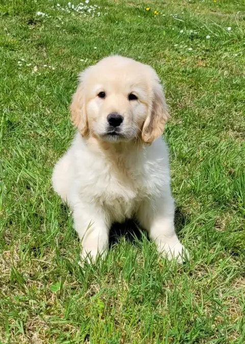 Golden Retriever  Bao Des Marais De Courmont