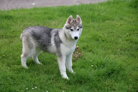 Siberian Husky  Chiot N°2 Des Legendes Du Triskel