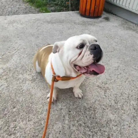 Bulldog Anglais