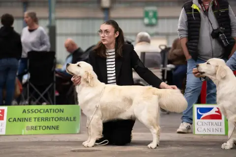 Golden Retriever  Mr Rouge Du Domaine Du Petit Perchi 34bf1 photo 3