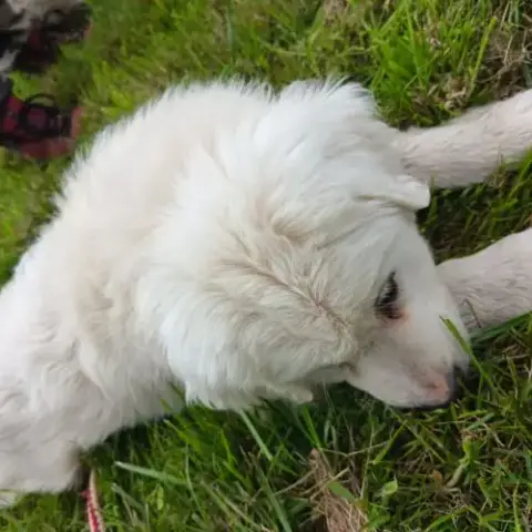 Chiots Type Montagne Des Pyrénées (Patou)