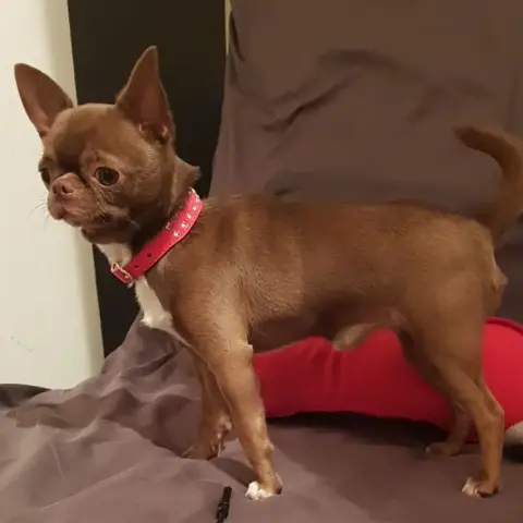 Chihuahua  B1 photo 2