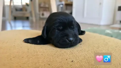 Labrador Retriever photo 3