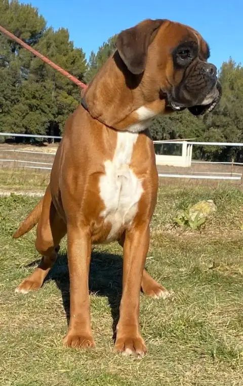 Boxer  Chiot Des Gardiens De Chami photo 2