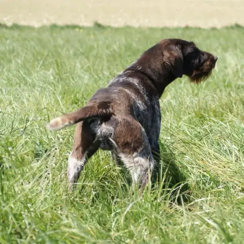Chien D'Arrêt Allemand À Poil Dur  Alto De Beaudribos 4e920 photo 3