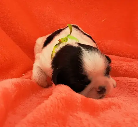 Shih Tzu  Bryan photo 3