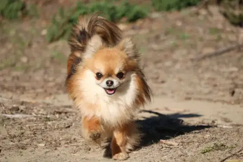 Chihuahua  Blaize Des Contés De Provence photo 3