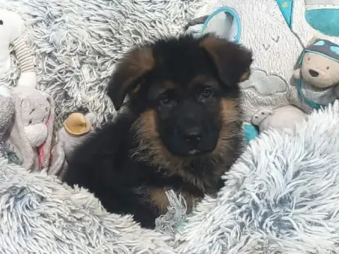 Berger Allemand  Mr Gris Des Seigneurs Du Clain photo 2