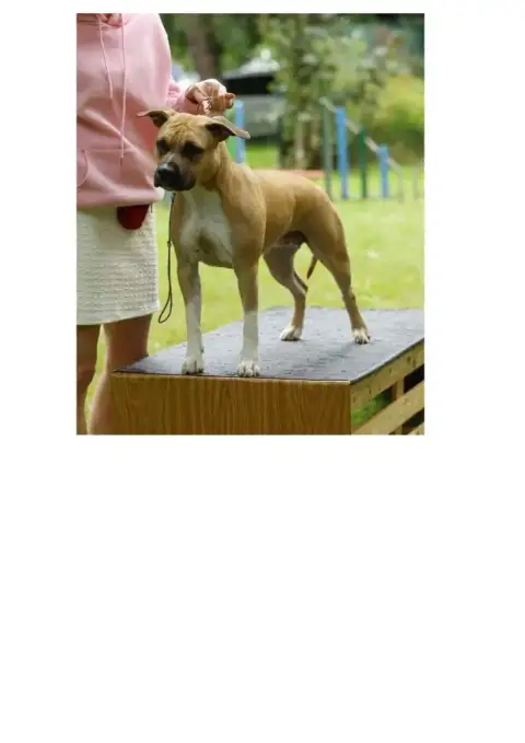 American Staffordshire Terrier  Bonaparte Maison Vann 5aa0f photo 3