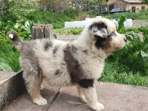 Berger Australien  Chiot N°7 Bleu Merle De La Campagn c35e8