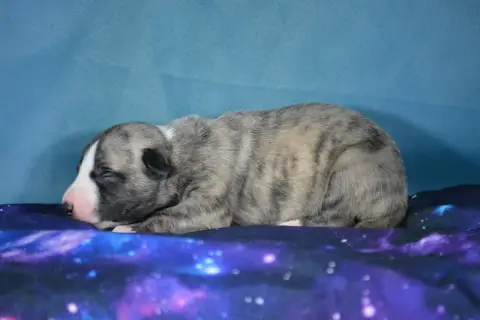 Whippet  Beren Du Coquelicot Bleu photo 2